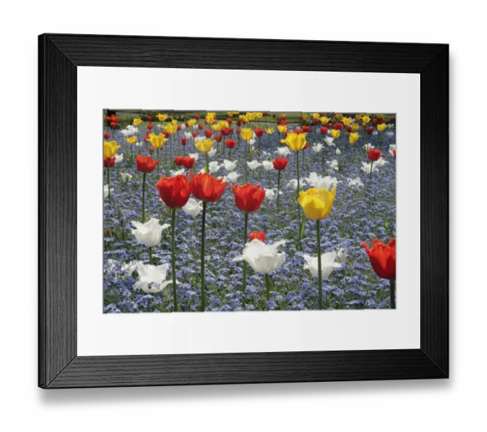 Framed Print : Spring Tulips Framed Print : Spring Tulips