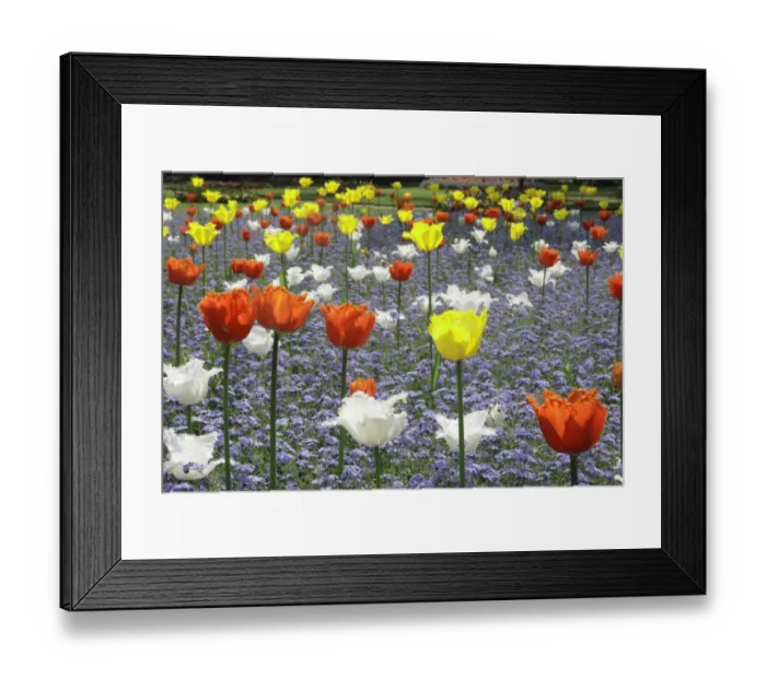 Framed Print : Spring Tulips Framed Print : Spring Tulips