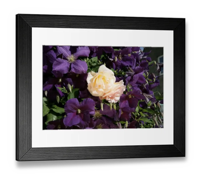 Framed Print : Clematis. A cottage garden in the cotswolds with Clematis ( Jackmani ) and a climbing Rose Framed Print : Clematis. A cottage garden in the cotswolds with Clematis ( Jackmani ) and a climbing Rose