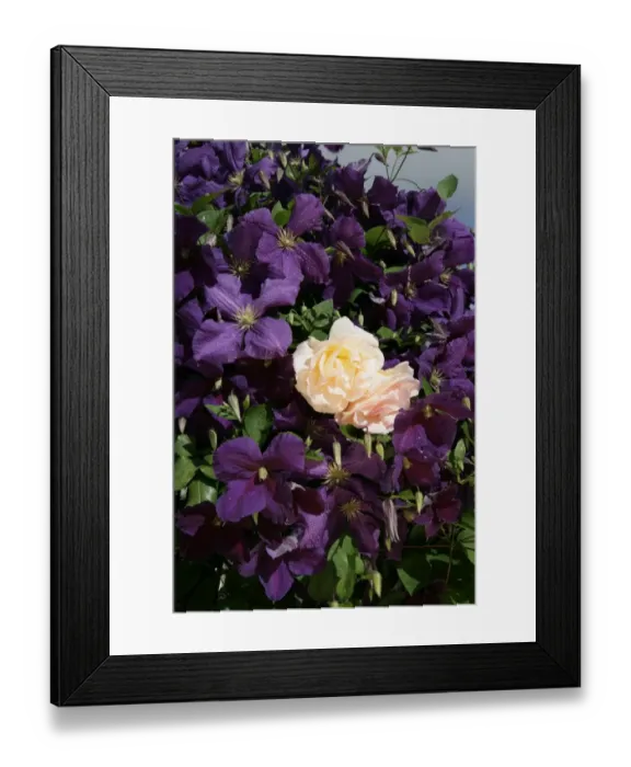 Framed Print : Clematis. A cottage garden in the cotswolds with Clematis ( Jackmani ) and a climbing Rose Framed Print : Clematis. A cottage garden in the cotswolds with Clematis ( Jackmani ) and a climbing Rose