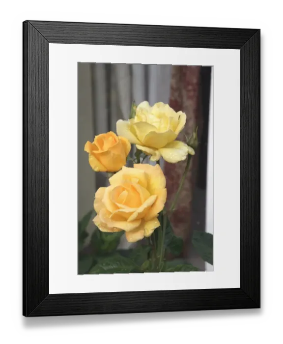 Framed Print : Roses. Yellow roses in a cotsdwold garden Framed Print : Roses. Yellow roses in a cotsdwold garden