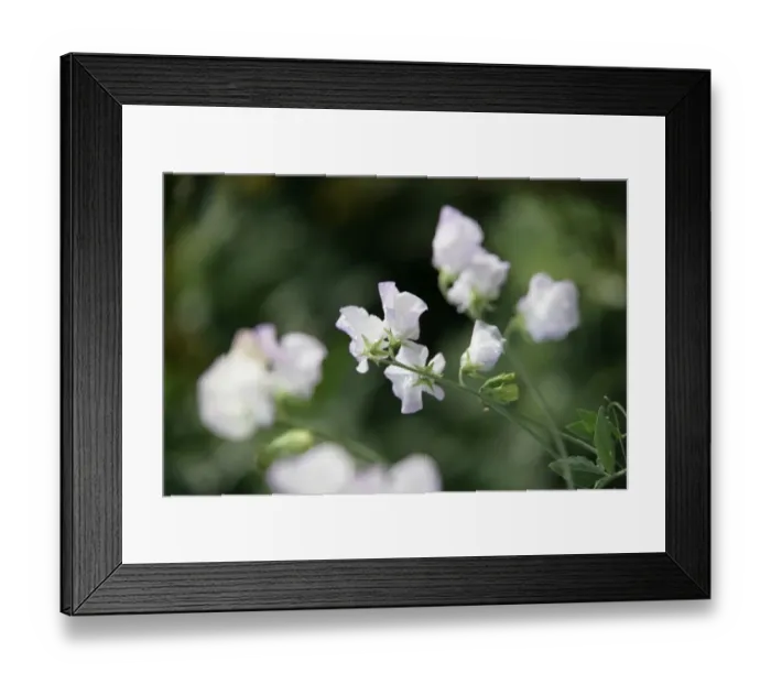 Framed Print : Sweet peas Framed Print : Sweet peas