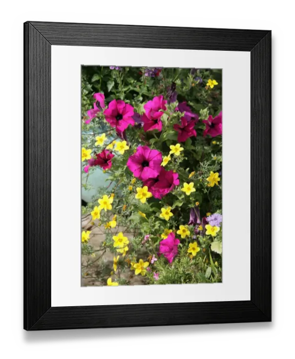 Framed Print : Cottage garden Framed Print : Cottage garden