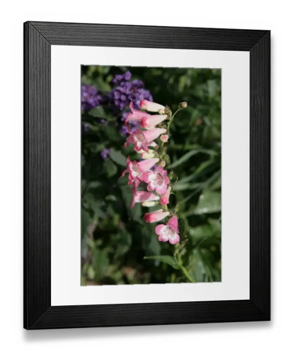 Framed Print : Penstemons Framed Print : Penstemons