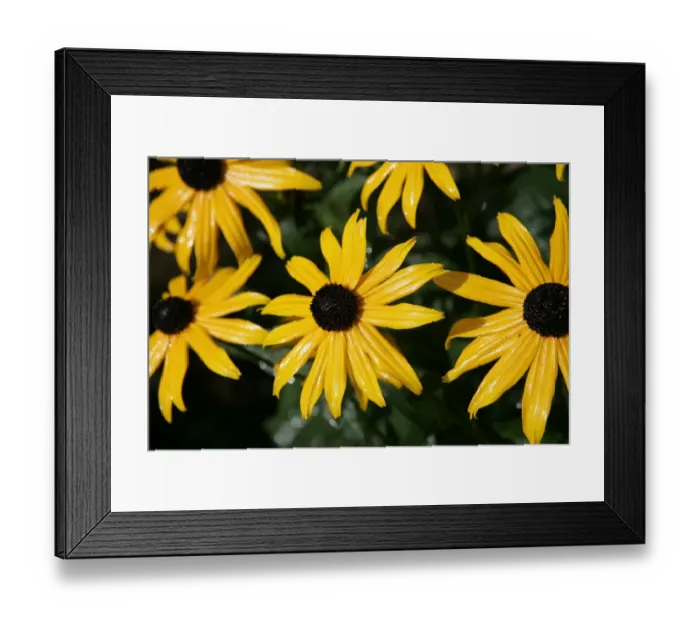 Framed Print : Daisy. Yellow daisy flowers in a cottage garden in the cotswolds Framed Print : Daisy. Yellow daisy flowers in a cottage garden in the cotswolds