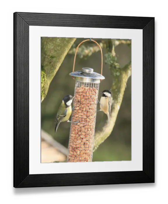 Framed Print : Tits. Feeding time for Tits in a garden near Looe Framed Print : Tits. Feeding time for Tits in a garden near Looe