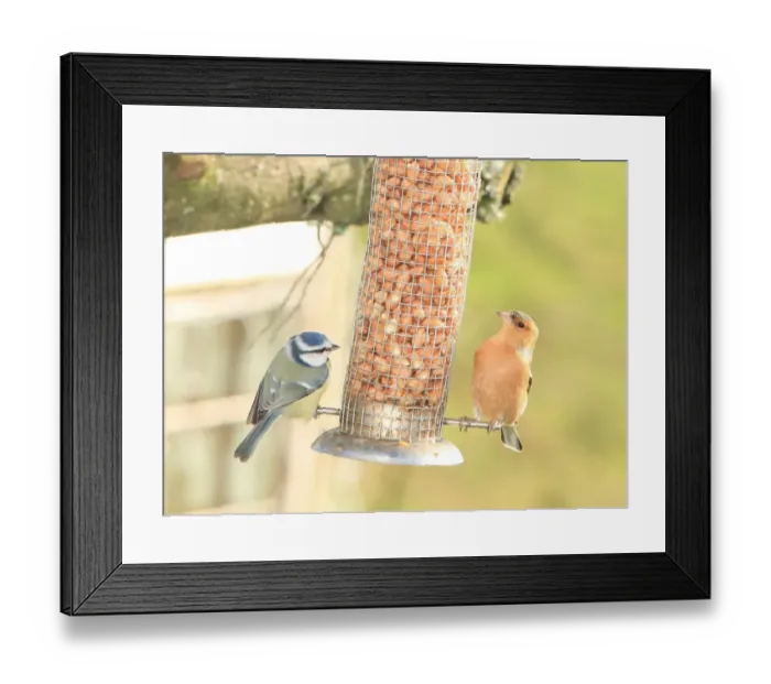 Framed Print : Feeding time Framed Print : Feeding time