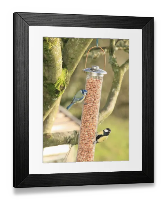 Framed Print : Tits. Feeding time for Tits in a garden near Looe Framed Print : Tits. Feeding time for Tits in a garden near Looe