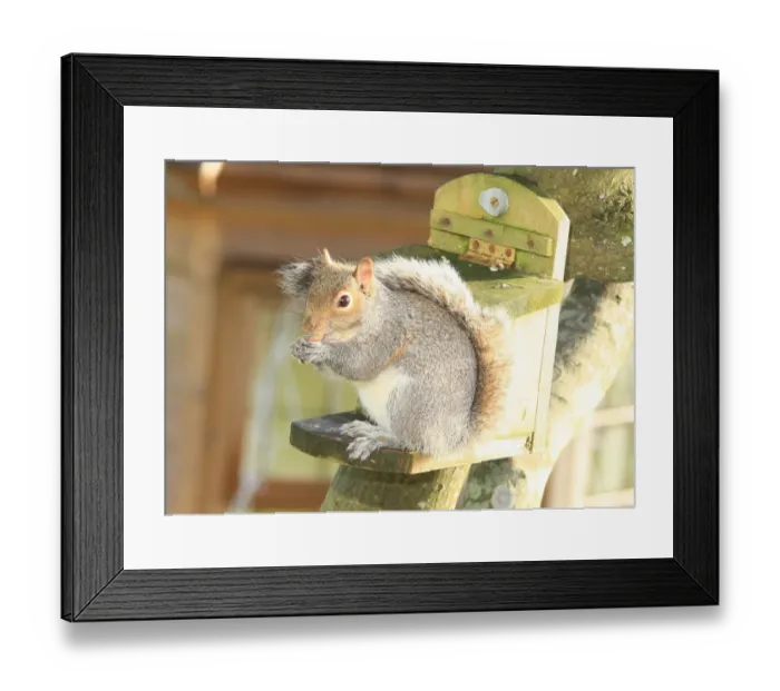 Framed Print : Squirrel. A squirrel in the garden at Garden Cottage Looe