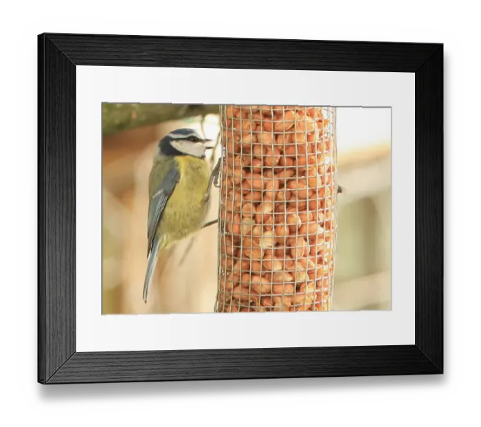 Framed Print : Tits. Feeding time for Tits in a garden near Looe Framed Print : Tits. Feeding time for Tits in a garden near Looe