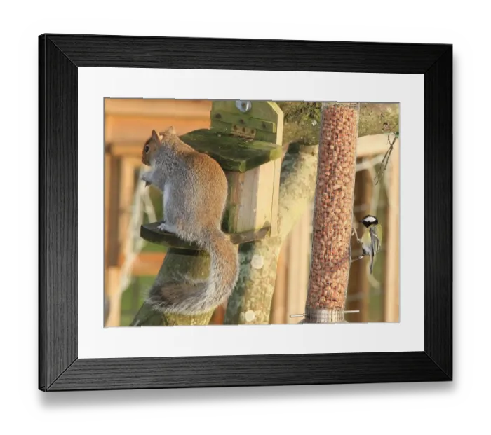 Framed Print : Feeding time Framed Print : Feeding time