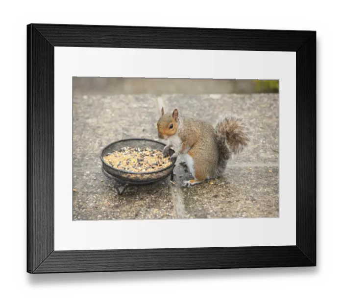 Framed Print : Squirrel. A squirrel in the garden at Garden Cottage Looe Framed Print : Squirrel. A squirrel in the garden at Garden Cottage Looe