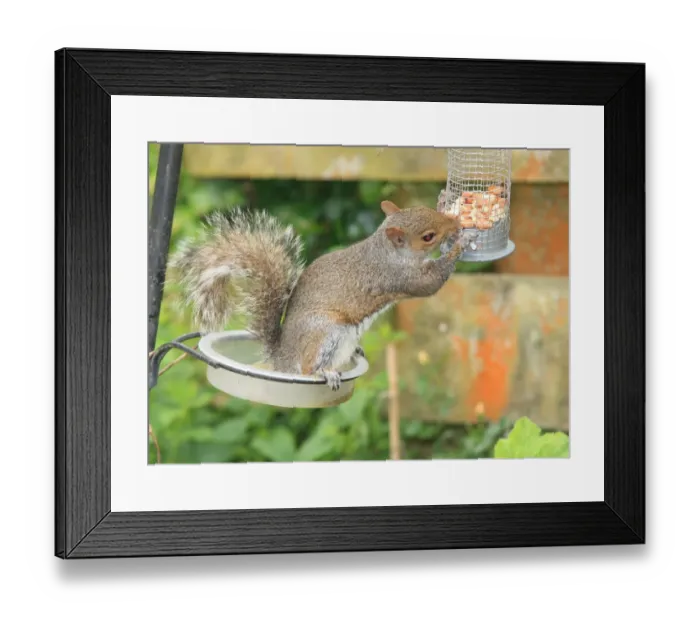 Framed Print : Squirrel. A squirrel in the garden at Garden Cottage Looe