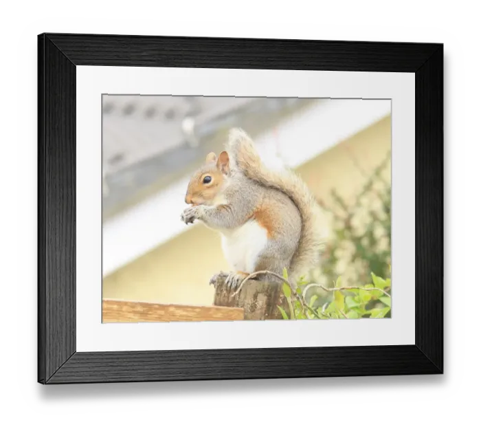 Framed Print : Squirrel. A squirrel in the garden at Garden Cottage Looe Framed Print : Squirrel. A squirrel in the garden at Garden Cottage Looe