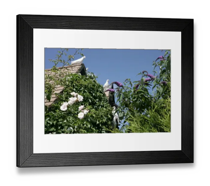 Framed Print : Doves on the roof of a Cotswold Barn near Cirencester Glos England Framed Print : Doves on the roof of a Cotswold Barn near Cirencester Glos England