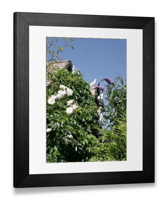 Framed Print : Doves on the roof of a Cotswold Barn near Cirencester Glos England Framed Print : Doves on the roof of a Cotswold Barn near Cirencester Glos England