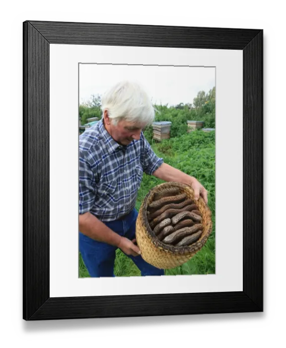 Framed Print : Bee Skeps. Farmer David Chubb with his bees hes holding a skep with the Framed Print : Bee Skeps. Farmer David Chubb with his bees hes holding a skep with the
