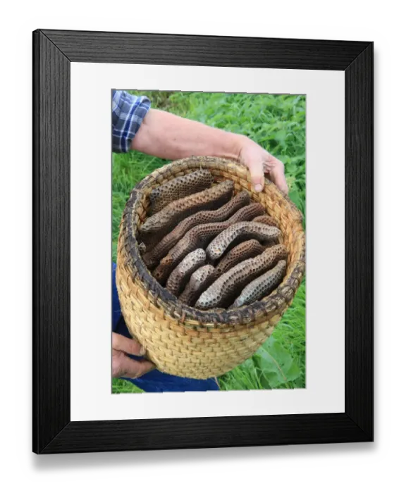 Framed Print : Bee-Skeps. Farmer David Chubb with his bees, hes holding a skep with the honeycombs inside Framed Print : Bee-Skeps. Farmer David Chubb with his bees, hes holding a skep with the honeycombs inside