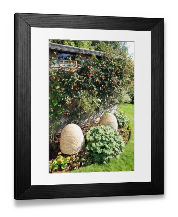 Framed Print : Bee Skeps. Bee-Skeps which are bee hives made