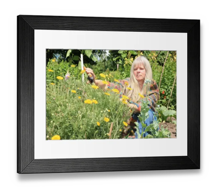 Framed Print : Dyeing and Spinning Framed Print : Dyeing and Spinning
