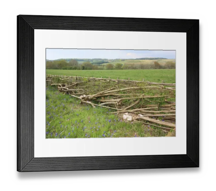 Framed Print : Hedging. Philip Godwin Hedge laying Framed Print : Hedging. Philip Godwin Hedge laying