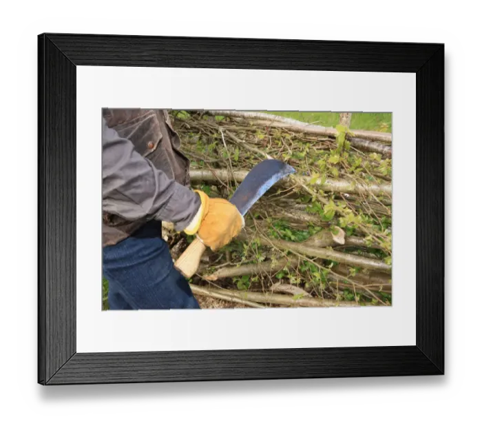 Framed Print : Hedging. Philip Godwin Hedge laying Framed Print : Hedging. Philip Godwin Hedge laying