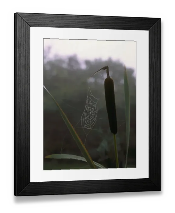 Framed Print : Cobweb. A Cobweb on a Frosty morning in a Cotswold Garden Framed Print : Cobweb. A Cobweb on a Frosty morning in a Cotswold Garden