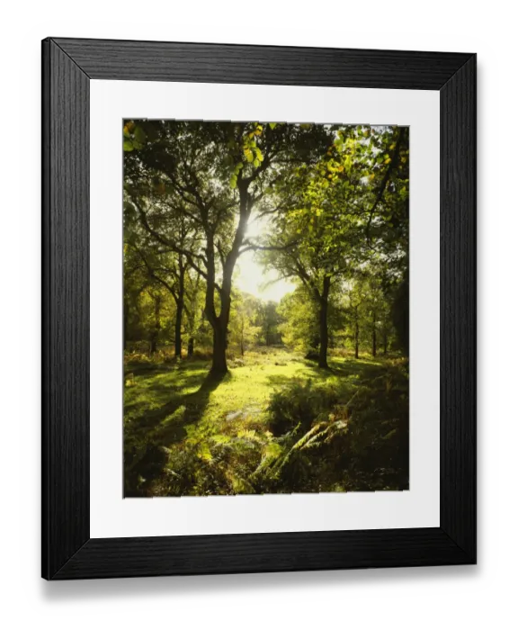 Framed Print : Forest of Dean Framed Print : Forest of Dean