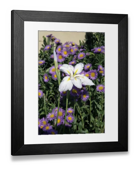 Framed Print : Hampton Court Flower Show Framed Print : Hampton Court Flower Show