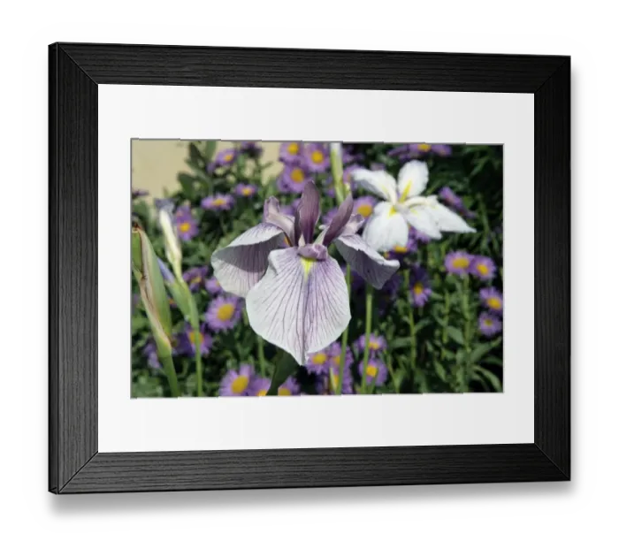 Framed Print : Hampton Court Flower Show Framed Print : Hampton Court Flower Show