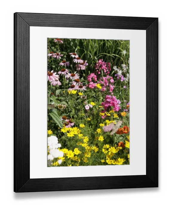 Framed Print : Hampton Court Flower Show Framed Print : Hampton Court Flower Show