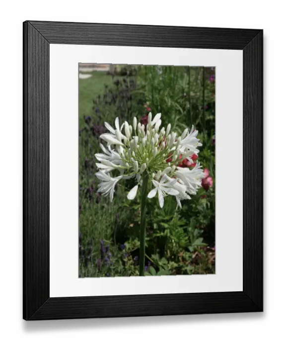 Framed Print : Hampton Court Flower Show Framed Print : Hampton Court Flower Show