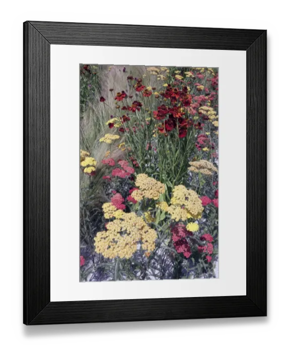 Framed Print : Hampton Court Flower Show