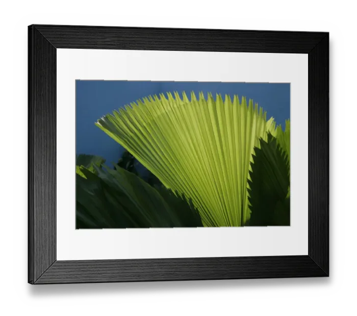 Framed Print : Ferns. A colourful display Leaves of a fern at the Hampton Court Flower Framed Print : Ferns. A colourful display Leaves of a fern at the Hampton Court Flower