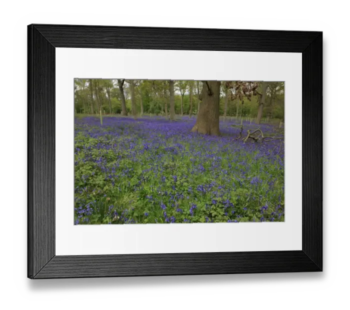 Framed Print : Bluebells in a wood near Long Compton Warwickshire on a Spring day Framed Print : Bluebells in a wood near Long Compton Warwickshire on a Spring day