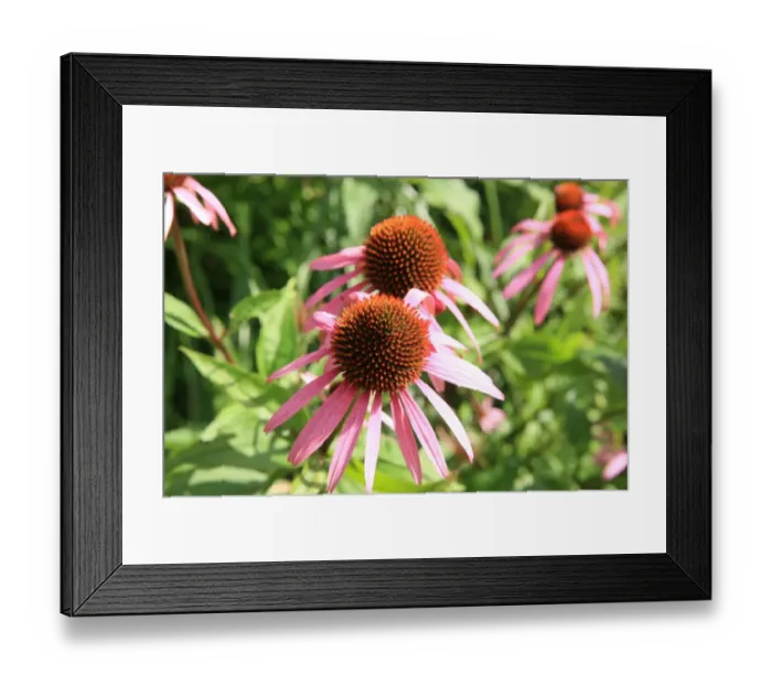 Framed Print : Summer Flowers Framed Print : Summer Flowers