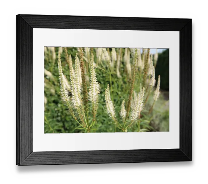 Framed Print : Summer Flowers Framed Print : Summer Flowers