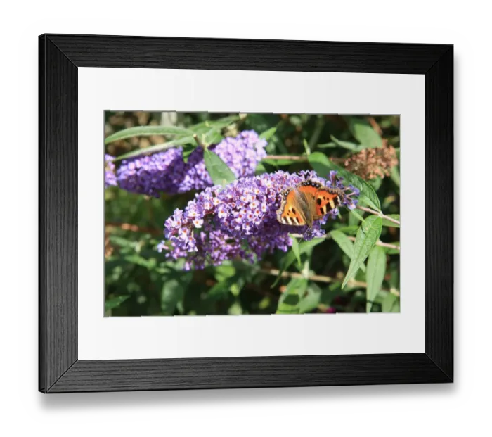 Framed Print : Summer Flowers Framed Print : Summer Flowers
