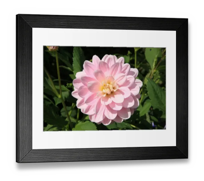 Framed Print : Summer Flowers Framed Print : Summer Flowers