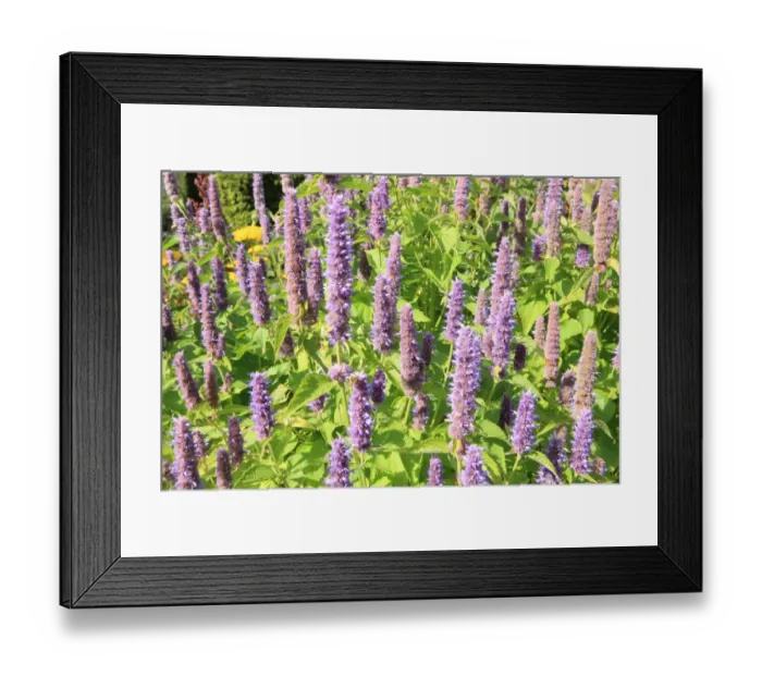 Framed Print : Summer Flowers Framed Print : Summer Flowers