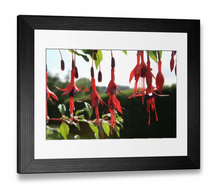 Framed Print : Summer Flowers Framed Print : Summer Flowers