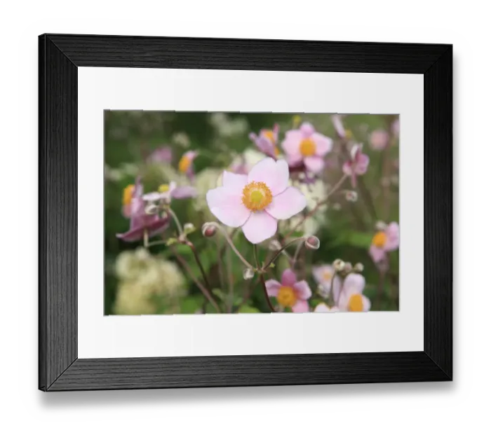 Framed Print : Summer Flowers Framed Print : Summer Flowers