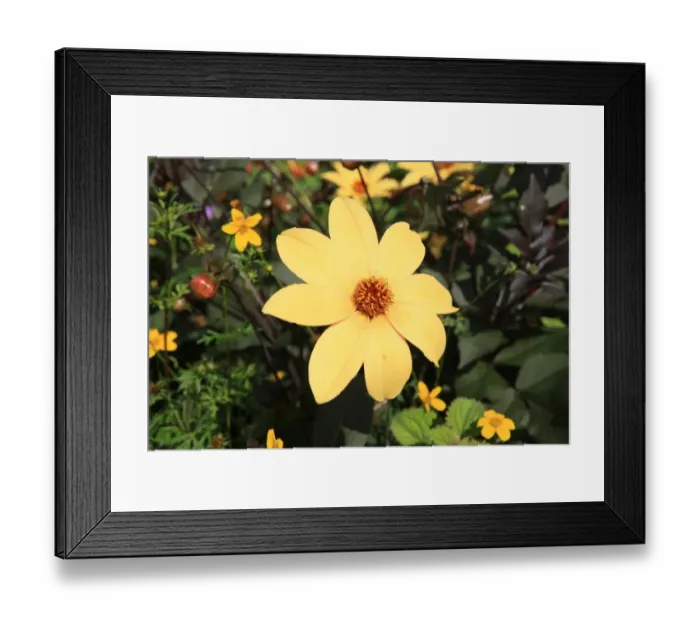 Framed Print : Summer Flowers Framed Print : Summer Flowers