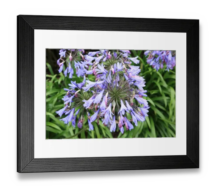 Framed Print : Summer Flowers Framed Print : Summer Flowers