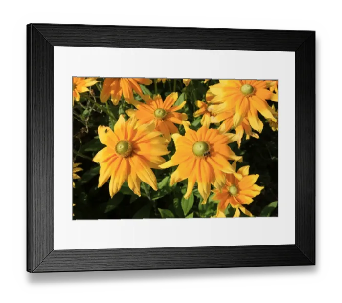 Framed Print : Summer Flowers Framed Print : Summer Flowers