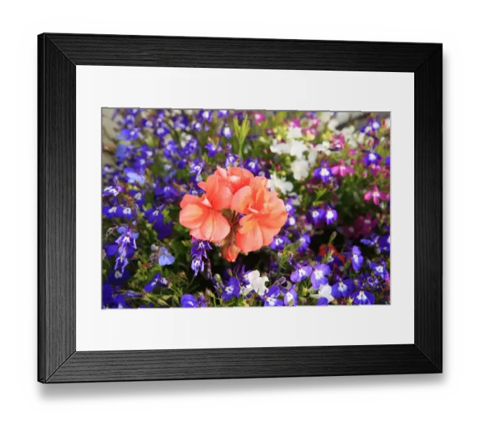 Framed Print : Summer Flowers Framed Print : Summer Flowers