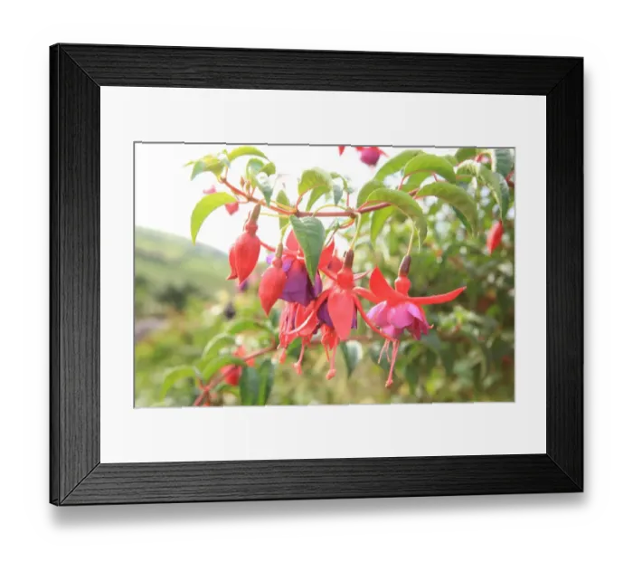 Framed Print : Summer Flowers Framed Print : Summer Flowers