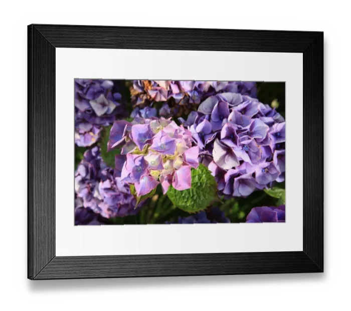 Framed Print : Summer Flowers Framed Print : Summer Flowers