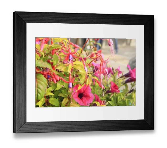 Framed Print : Summer Flowers Framed Print : Summer Flowers