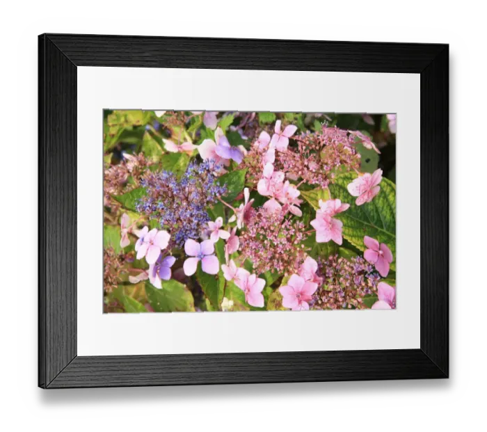 Framed Print : Summer Flowers Framed Print : Summer Flowers